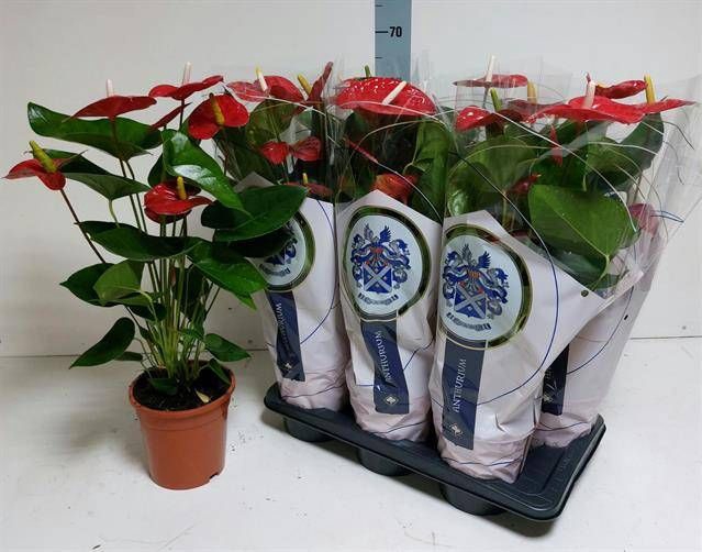<h4>ANTHU A JAMBO RED</h4>