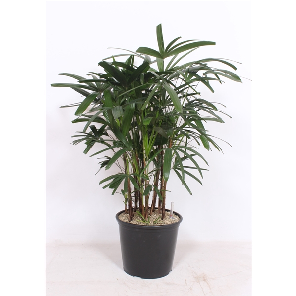 <h4>Rhapis excelsa</h4>