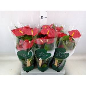 Anthurium andr. 'Nevada'