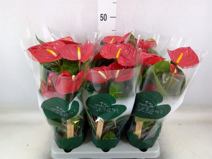 <h4>Anthurium andr. 'Nevada'</h4>