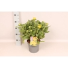 vaste planten 19 cm  Rudbeckia Summerina Ophelia