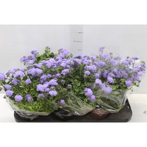 AGERATUM P14 ROXO