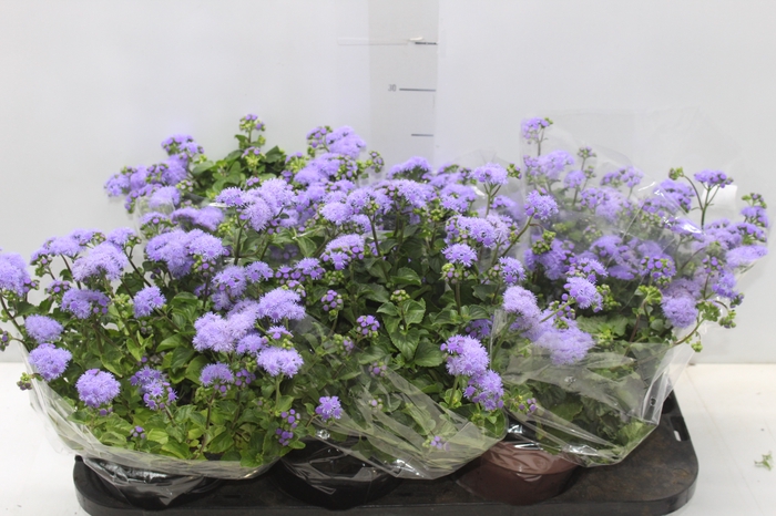 <h4>AGERATUM P14 ROXO</h4>