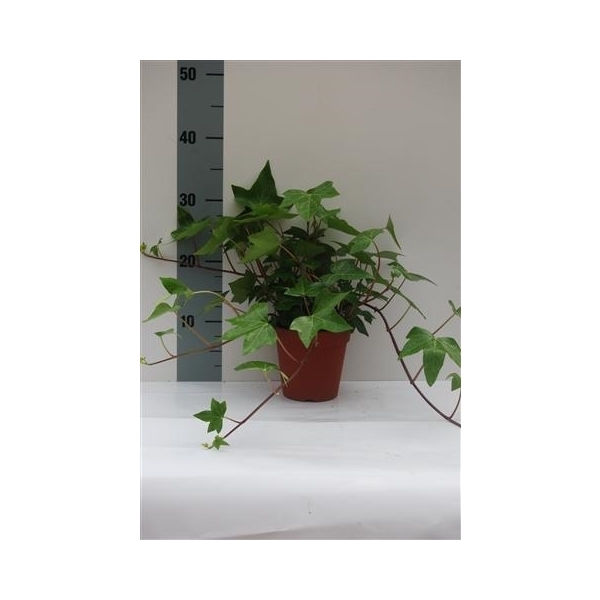 <h4>Hedera Montgommery</h4>