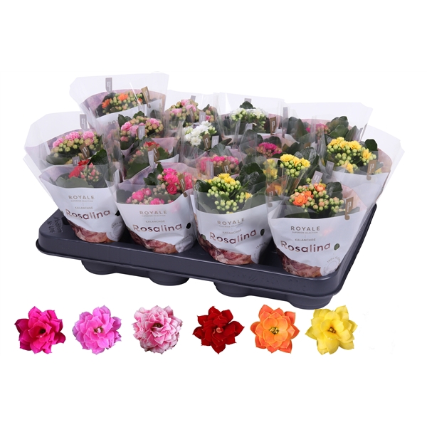 <h4>Kalanchoe Rosalina 07cm mix, Royale zonder wit</h4>