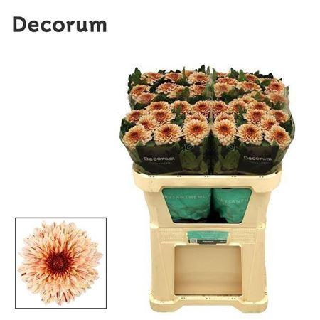 <h4>Chr G Pip Salmon</h4>