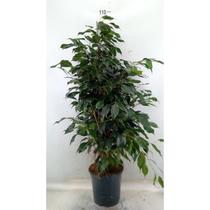 Ficus benja. 'Danielle'