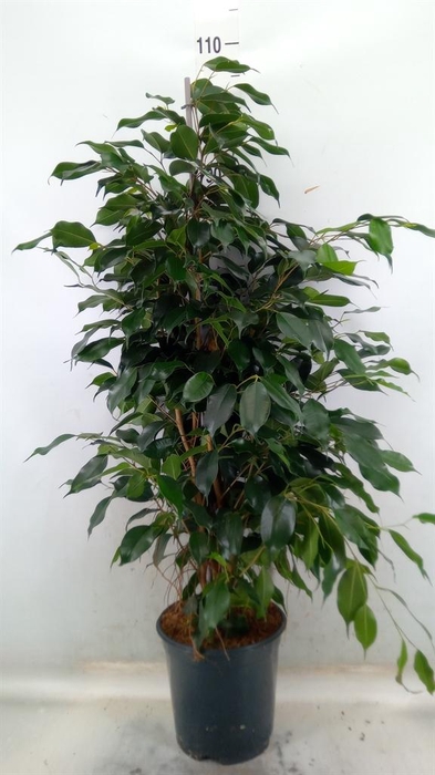 <h4>Ficus benja. 'Danielle'</h4>