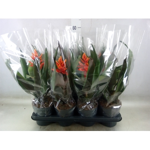Aechmea  'Pepita Elegant Flames'