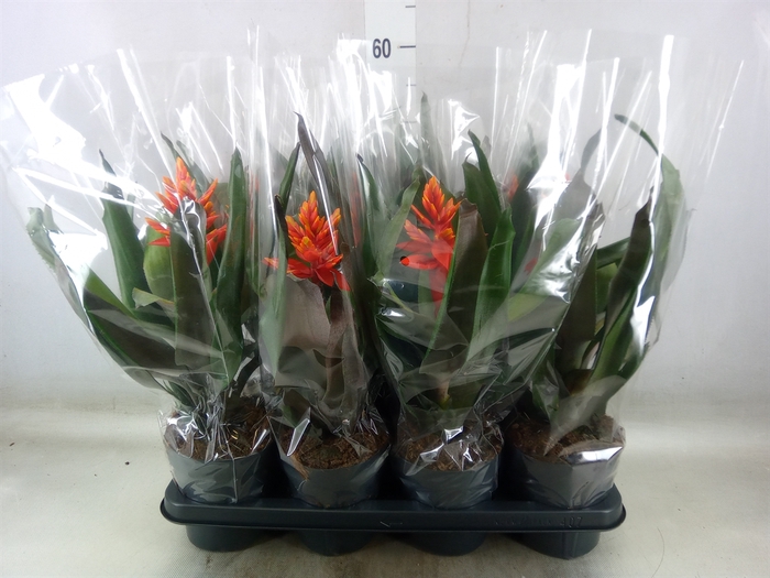 <h4>Aechmea  'Pepita Elegant Flames'</h4>