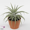 Tillandsia xerographica 'Silver B'