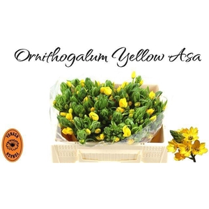 ORNIT DB YELLOW ASA