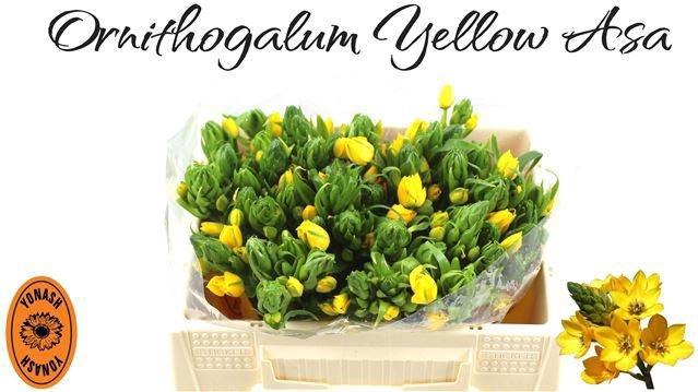 <h4>ORNIT DB YELLOW ASA</h4>