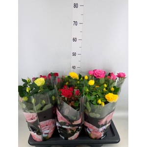 Rosa  'Palace'   ...mix 4