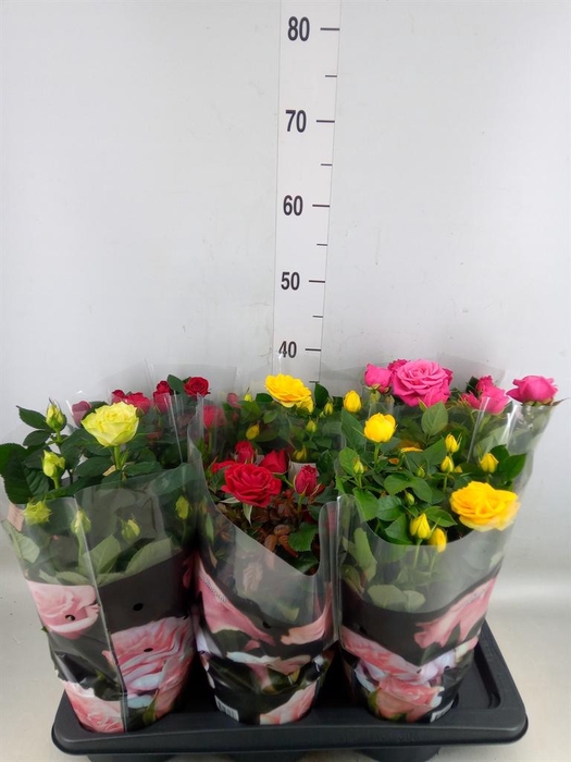 <h4>Rosa  'Palace'   ...mix 4</h4>