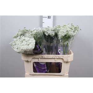 Ammi Majus Graceland