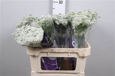 <h4>Ammi Majus Graceland</h4>