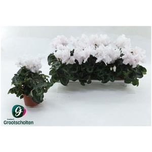 CYCL MIDI MERENGUE WHITE