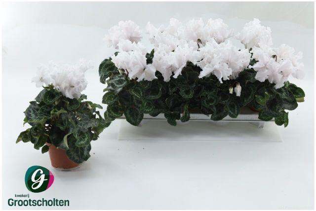 <h4>CYCL MIDI MERENGUE WHITE</h4>