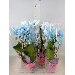 Phalaenopsis   ...