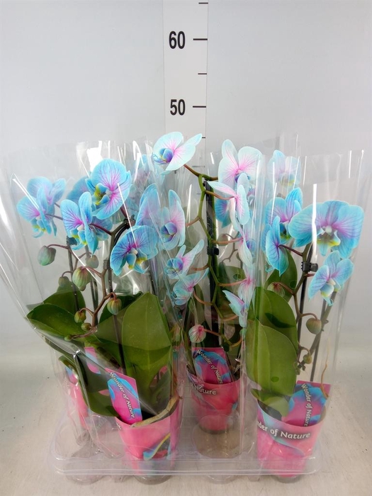 <h4>Phalaenopsis   ...</h4>