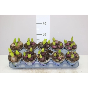 Hyacinthus Gemengd 3pp