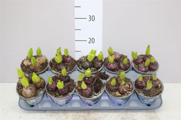 <h4>Hyacinthus Gemengd 3pp</h4>