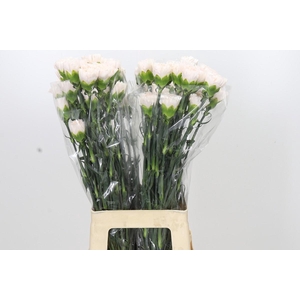 Dianthus St Brut