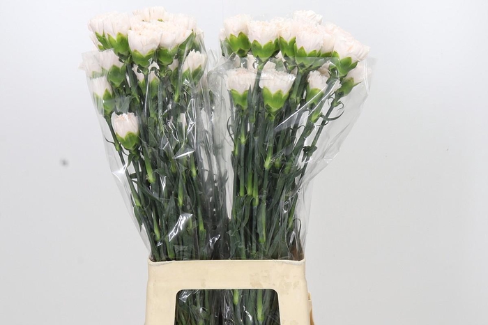 <h4>Dianthus St Brut</h4>