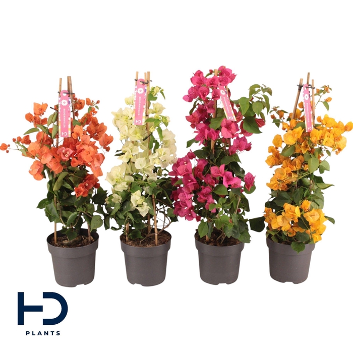 <h4>Bougainvillea Piramide Mix p17</h4>