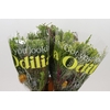 BQ Cape Greenmix