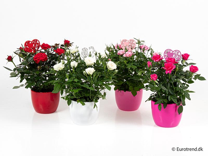 <h4>ROSA-HYBRID KUVERT</h4>