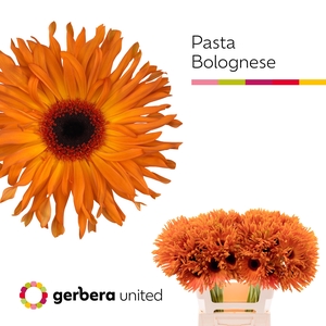 Gerbera Pasta Bolognese Water