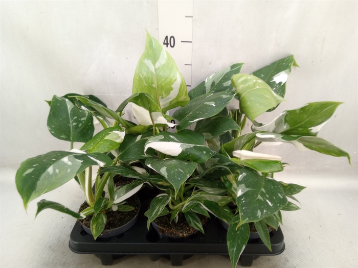 <h4>Philodendron   ...</h4>