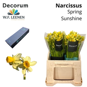 Narcis Spring Sunshine Small Box 100