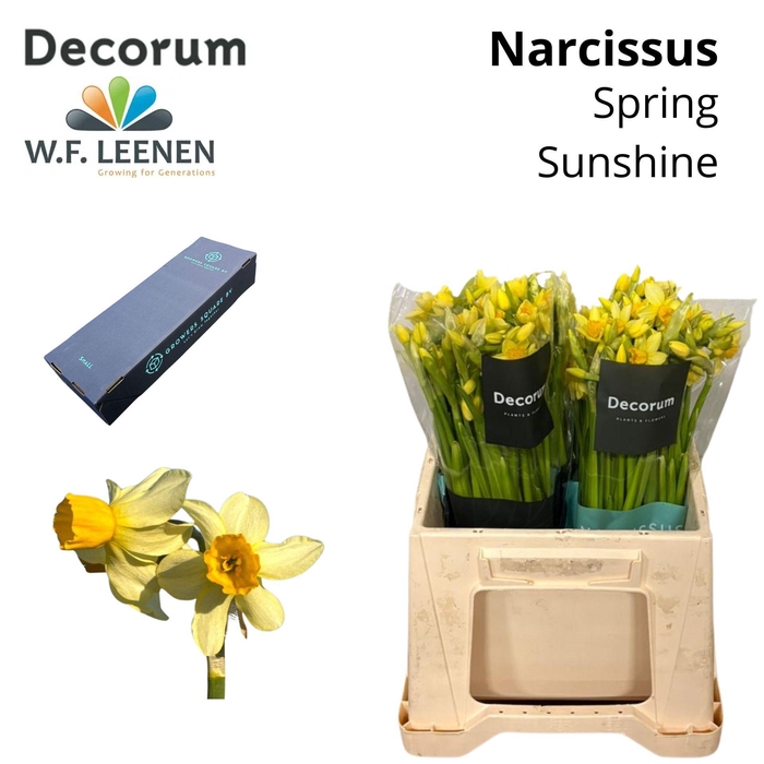 <h4>Narcis Spring Sunshine Small Box 100</h4>