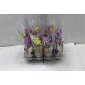 PHALAENOPSIS MINI P06 2 HT