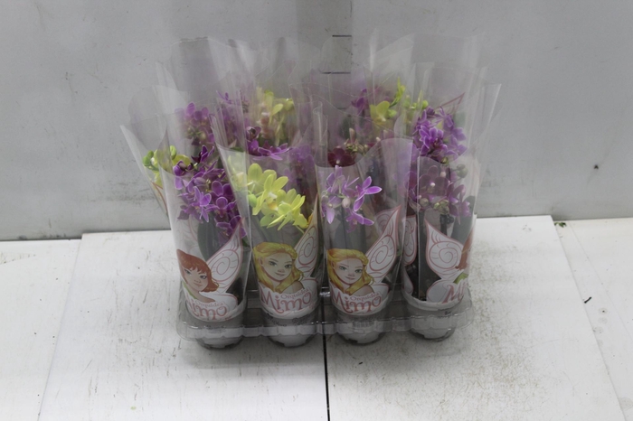 <h4>PHALAENOPSIS MINI P06 2 HT</h4>