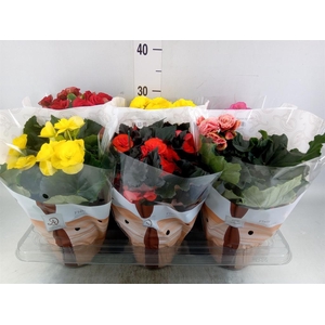 Begonia elat. DU   ...mix
