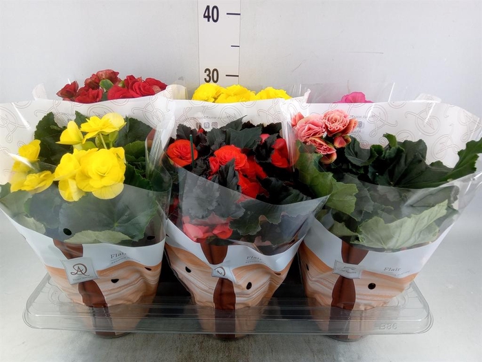 <h4>Begonia elat. DU   ...mix</h4>
