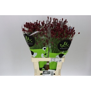 Sanguisorba Off Red Dream