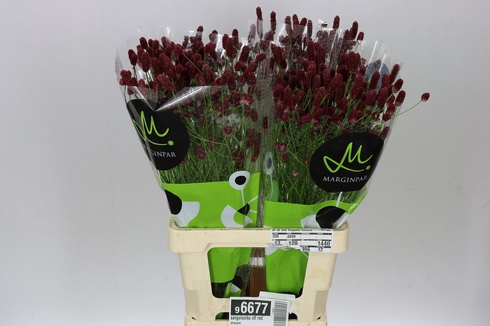 Sanguisorba Off Red Dream