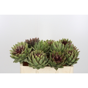 Cynara Sc Green Glob