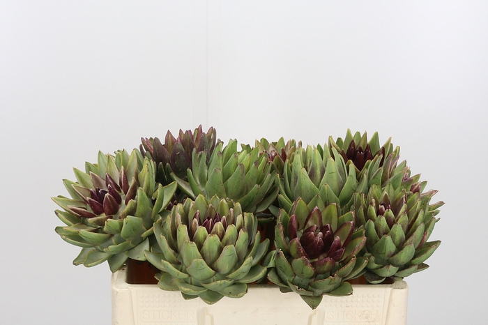 <h4>Cynara Sc Green Glob</h4>