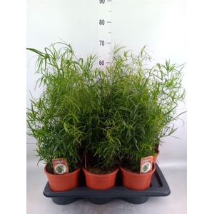 Asparagus falcatus