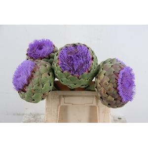 CYNARA SCOLYMUS