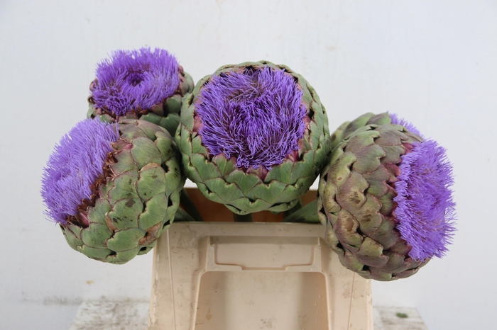 <h4>CYNARA SCOLYMUS</h4>