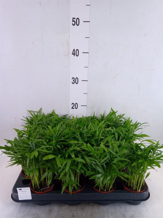 <h4>Chamaedorea elegans</h4>