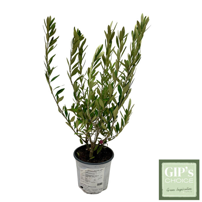 <h4>Olea europaea Bush P17</h4>