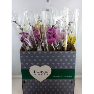 Phalaenopsis   ...mix